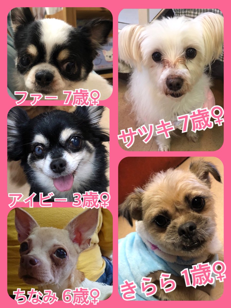 ㊗今日は当カフェ🍵の６周年です😃🐾今日の里親様募集中ワンコ🐶メンバーです🐾2019,2,2